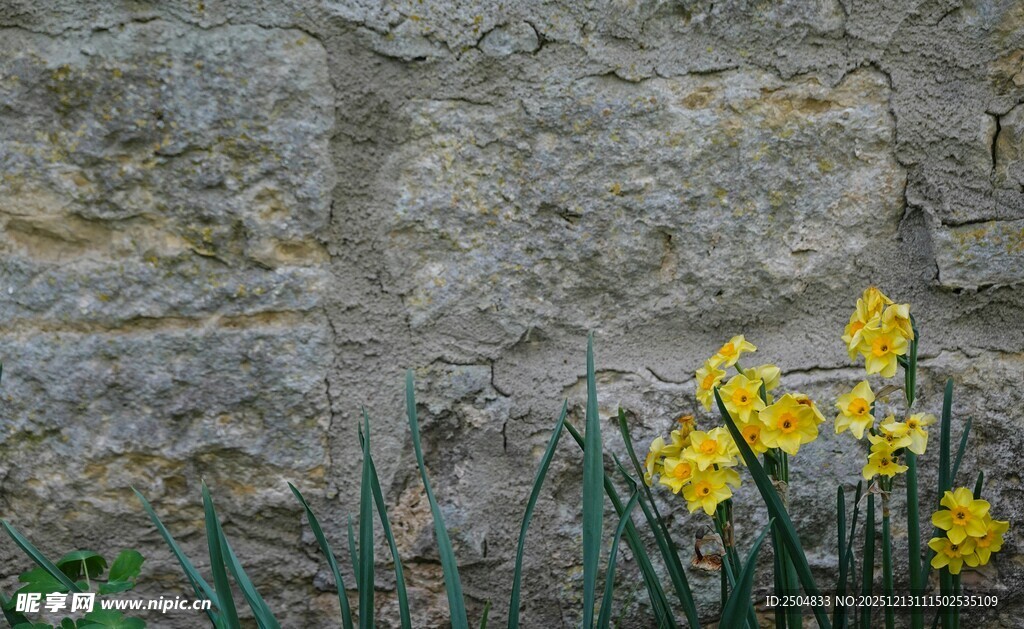 石墙边绽放的黄色小花