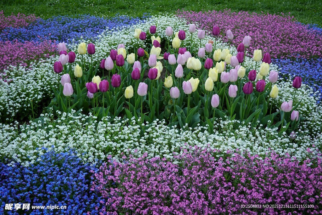 多彩郁金香花海景观