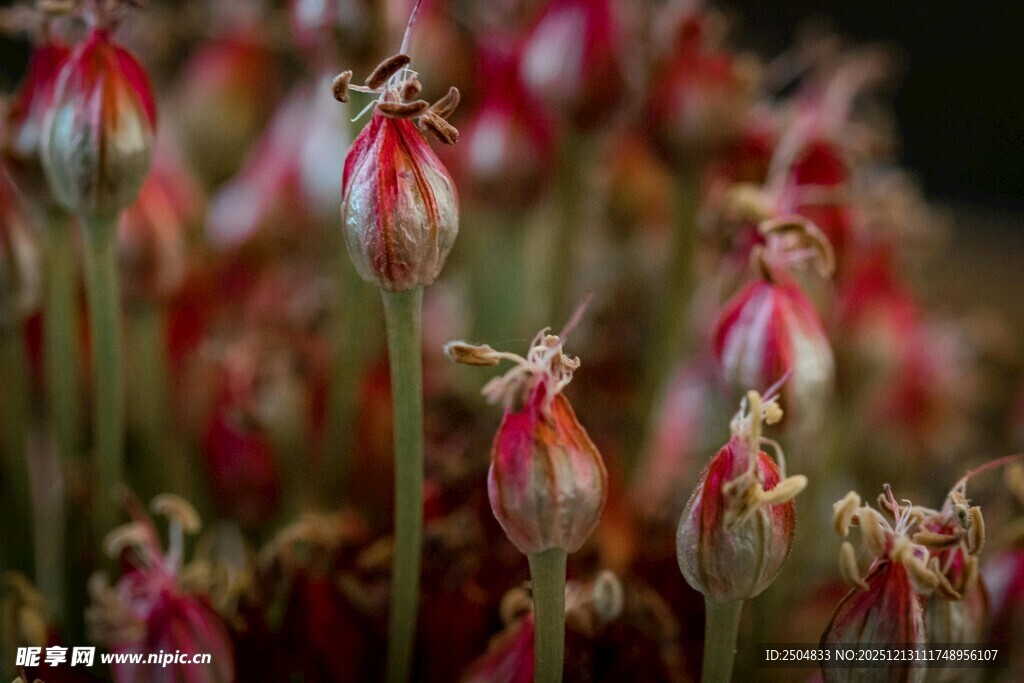 娇艳绽放的红色花朵