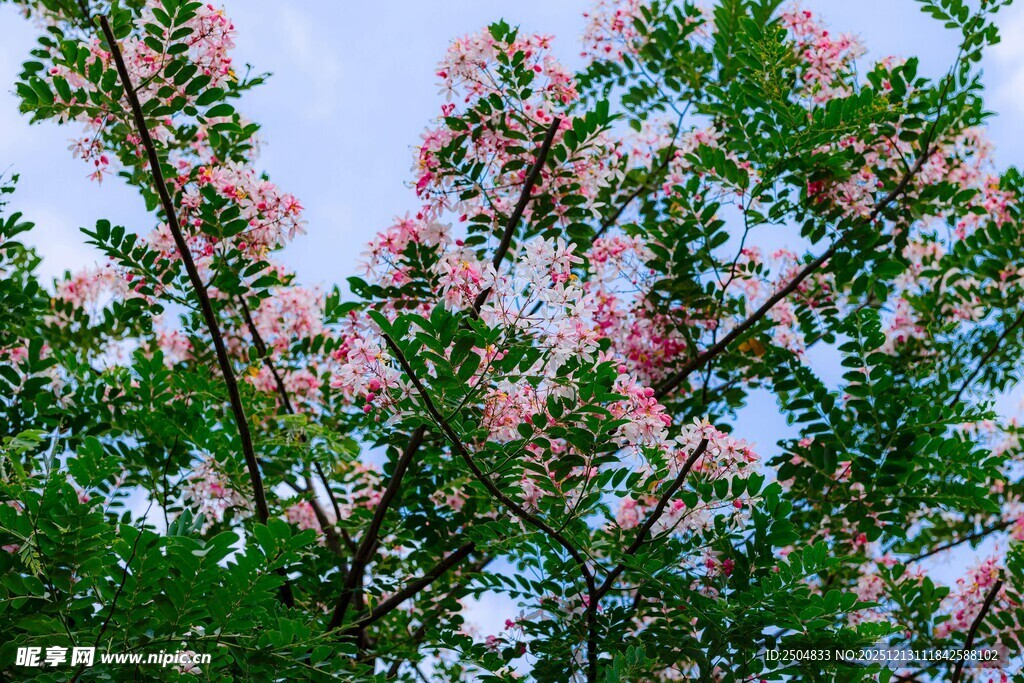 繁花满枝的绚烂景致