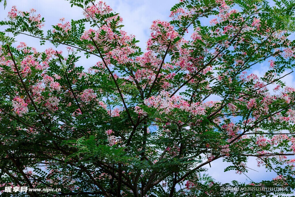 繁花满树的美丽景致
