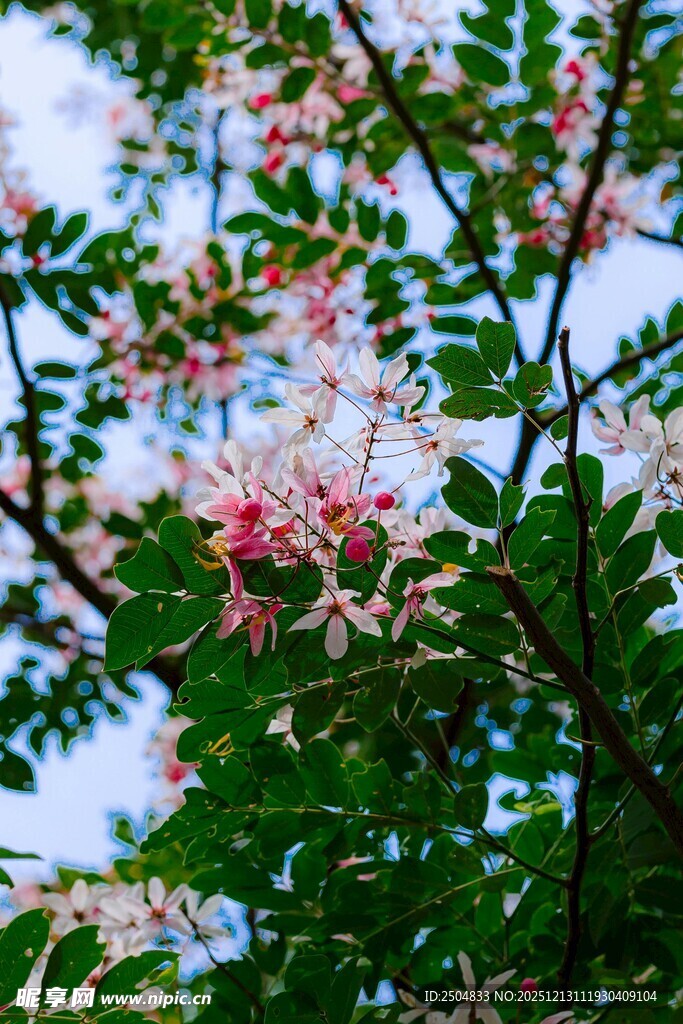 枝头绽放的粉色美丽花朵
