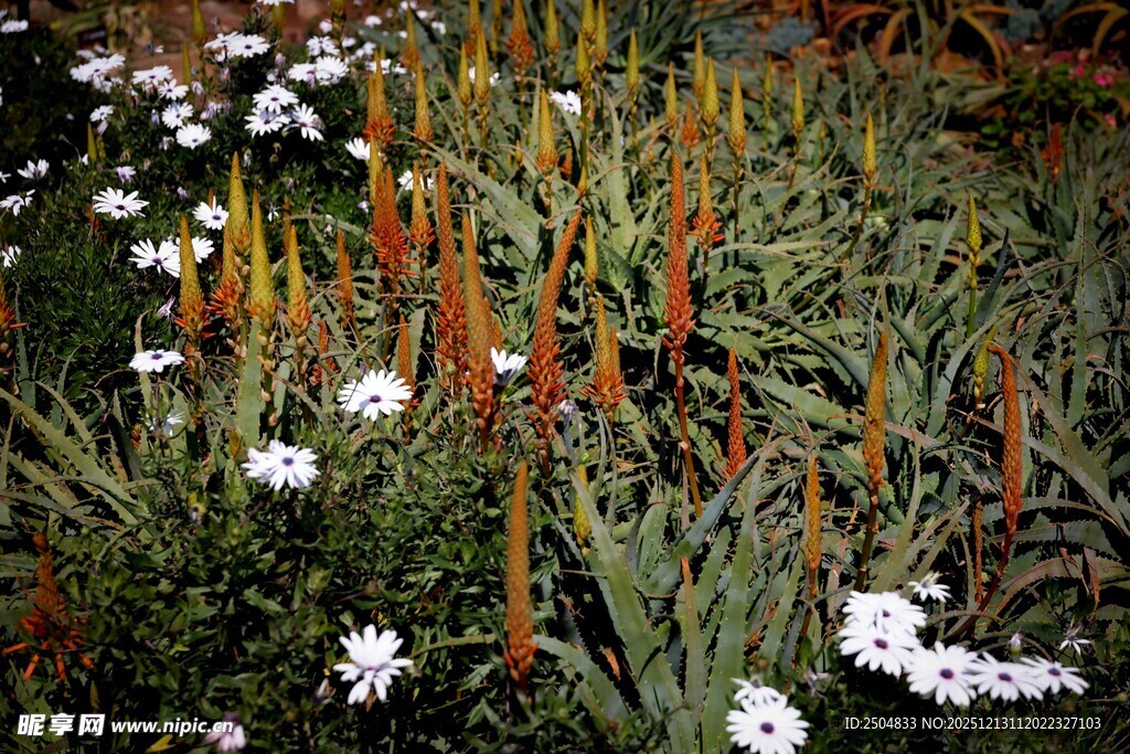 多彩花卉绽放的美丽景致