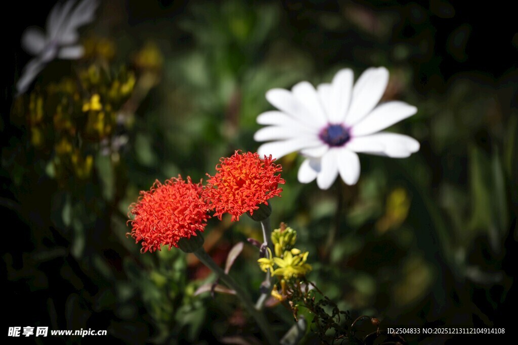 多彩野花绽放于自然间