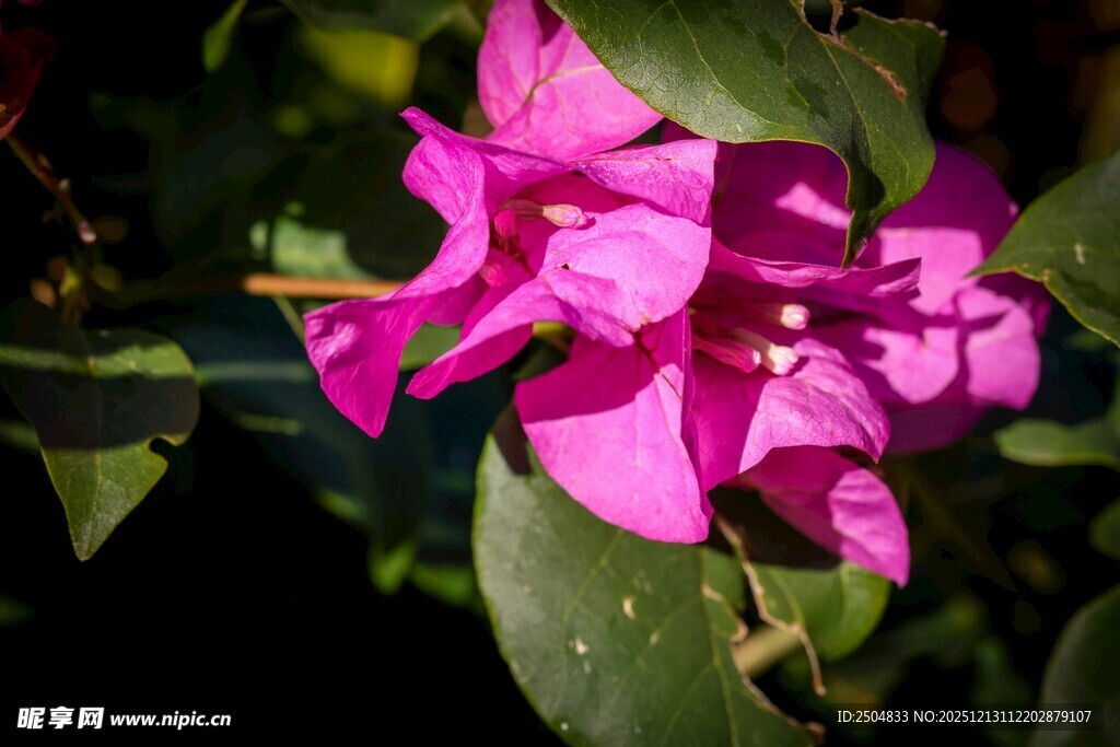 娇艳三角梅绽放