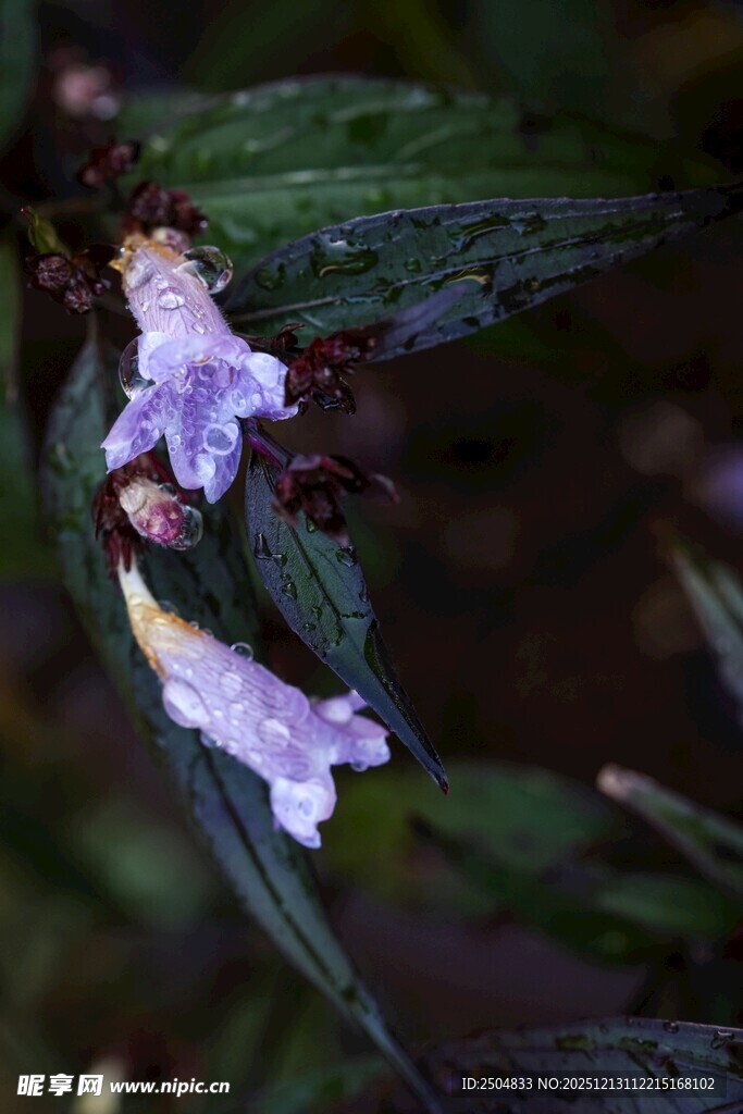 紫色小花绽放绿叶间