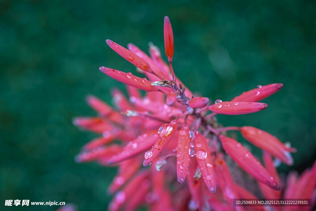 娇艳带露的红色花卉