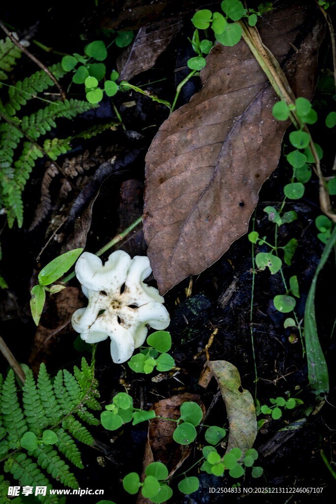 林间白色小花与蕨类植物