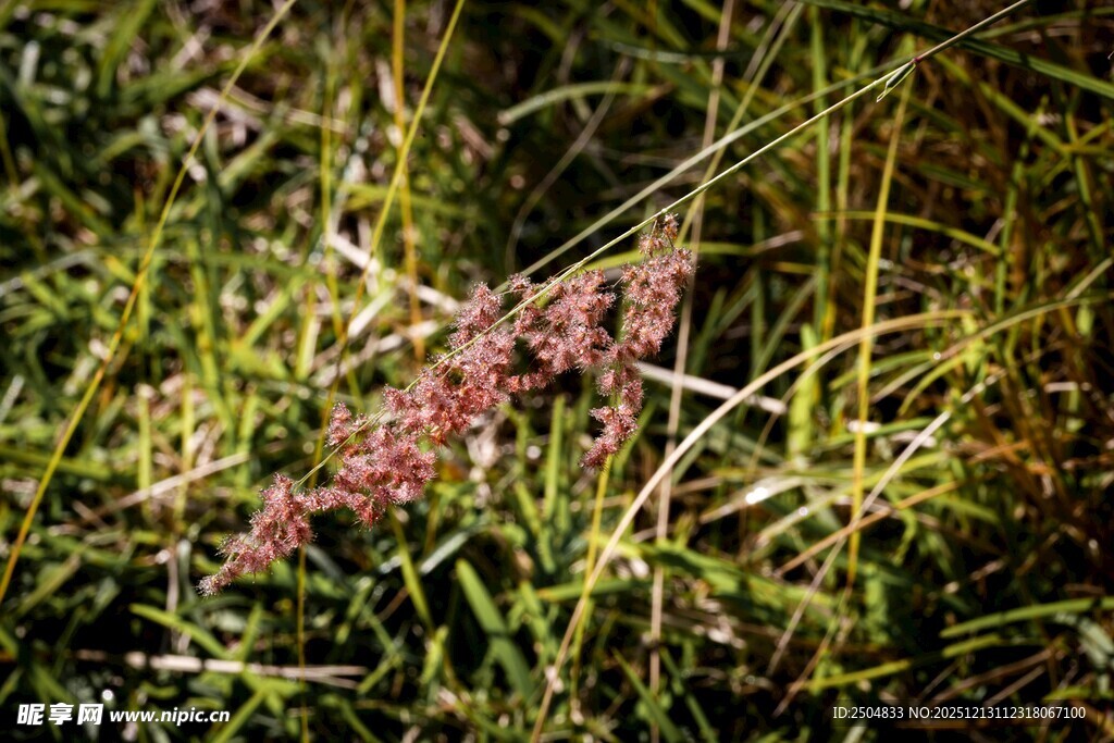 草丛中的粉色植物