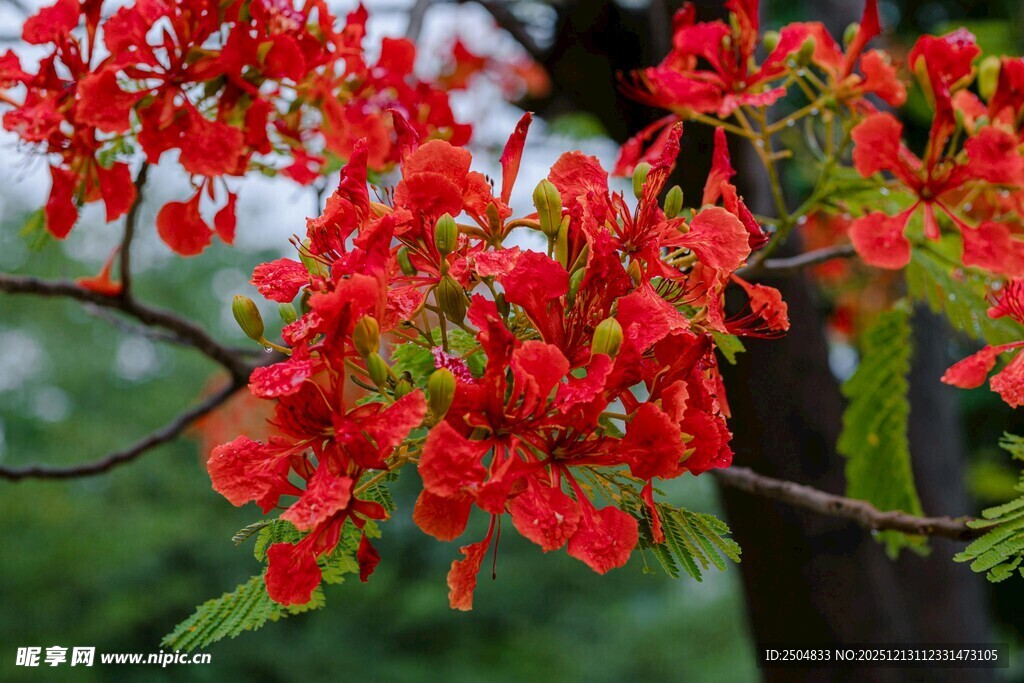 艳丽红花绽放枝头