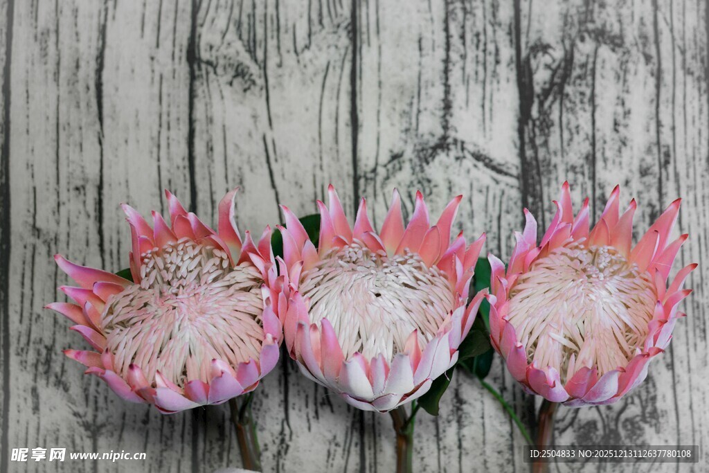 三朵粉色帝王花摆于木面