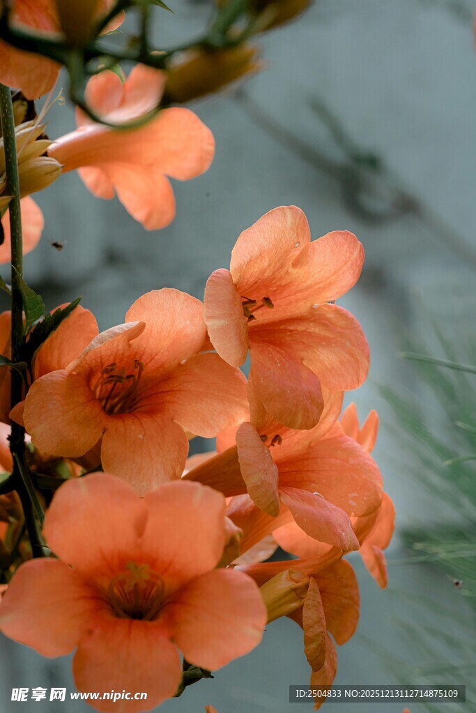 橙色凌霄花绽放