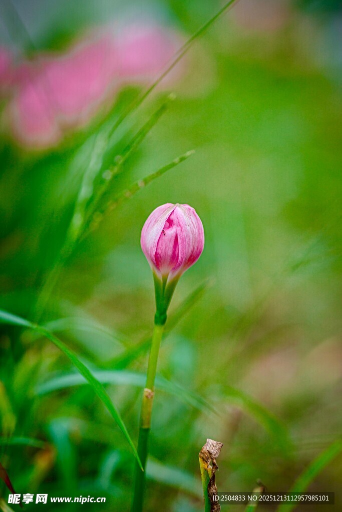 含苞待放的娇艳粉色小花