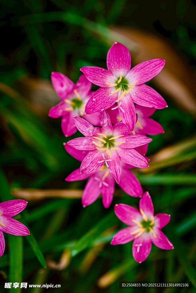 娇艳粉色小花绽放