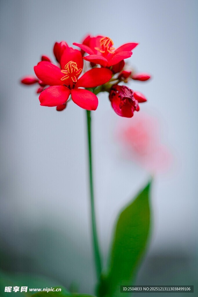 娇艳红色小花特写镜头