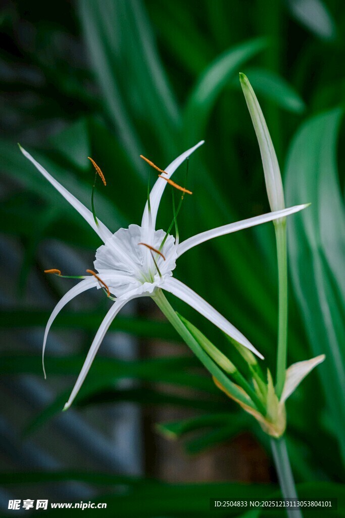 优雅蜘蛛兰特写
