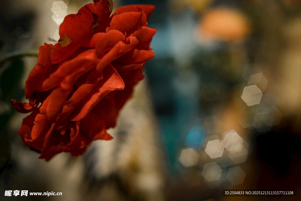 娇艳红玫瑰特写