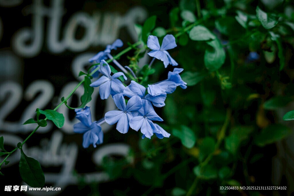 蓝花绽放显自然之美