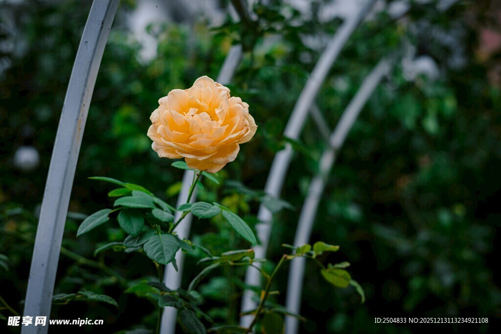 娇艳黄玫瑰绽放于绿植间