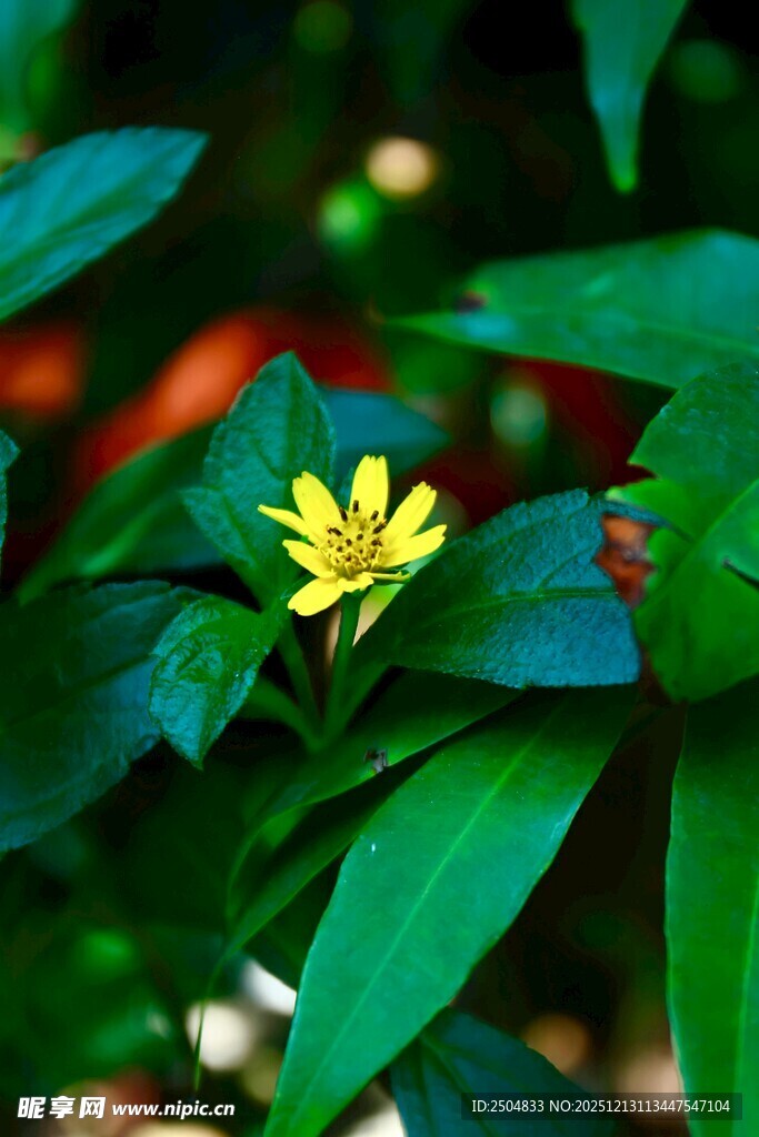 绿叶丛中的黄色小花