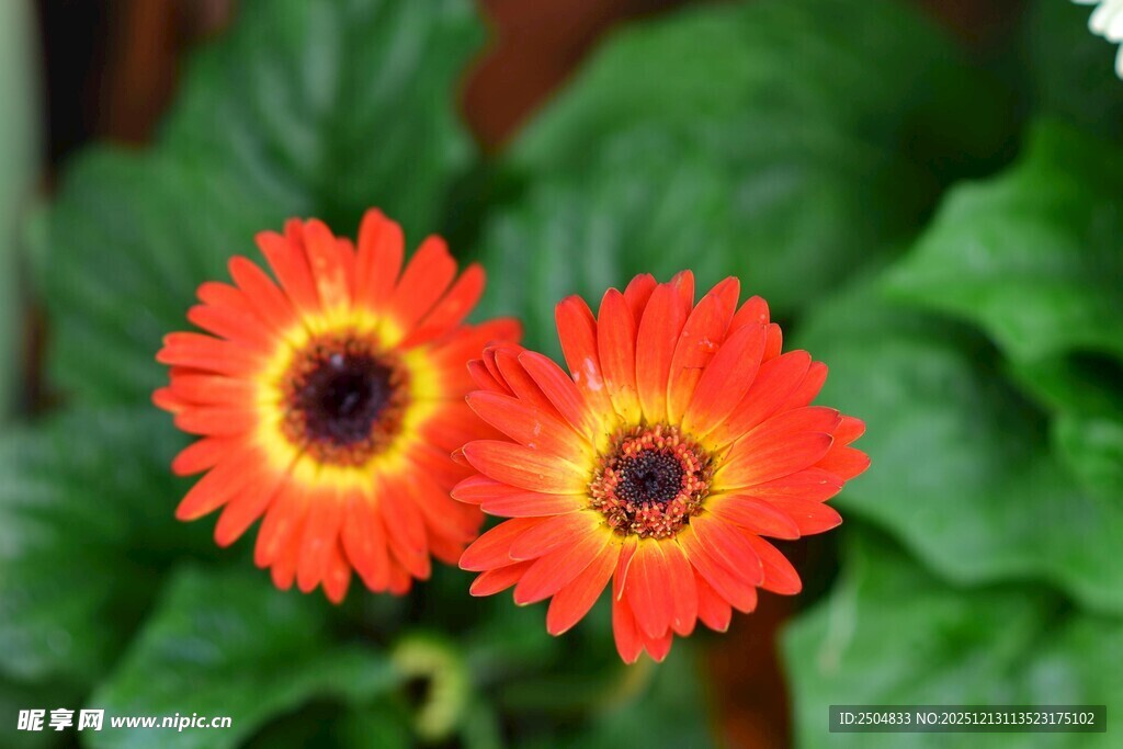 两朵鲜艳橙色 洲菊