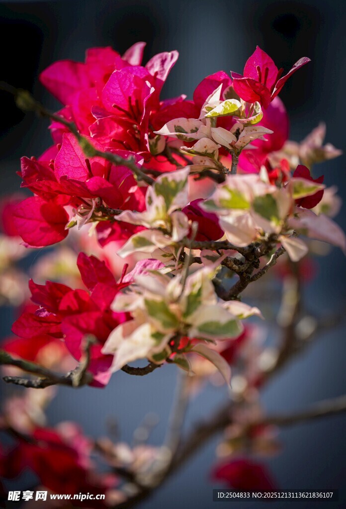 娇艳三角梅绽放枝头