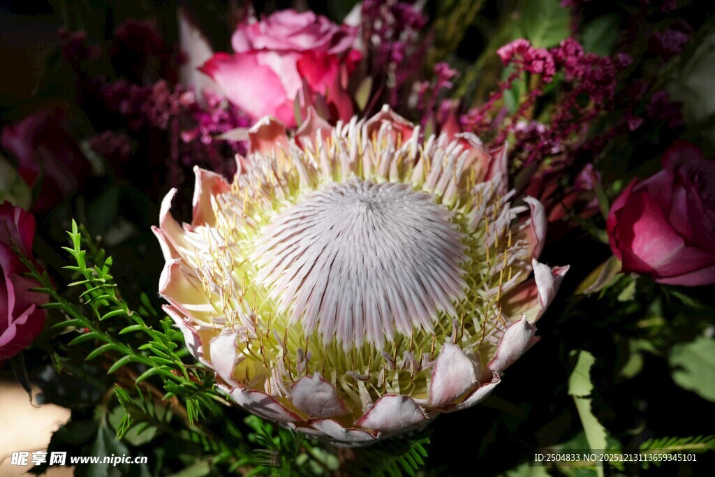 帝王花特写 娇艳夺目