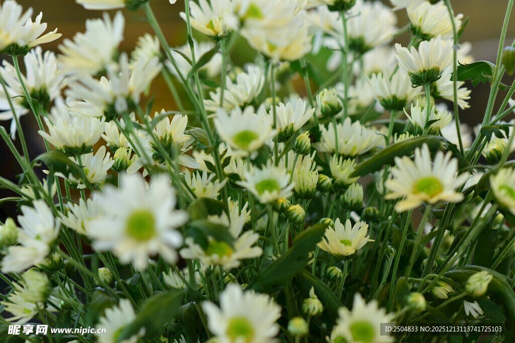 清新小白菊绽放