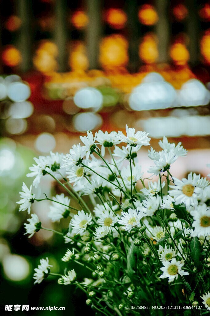 清新小白菊绽放的美好