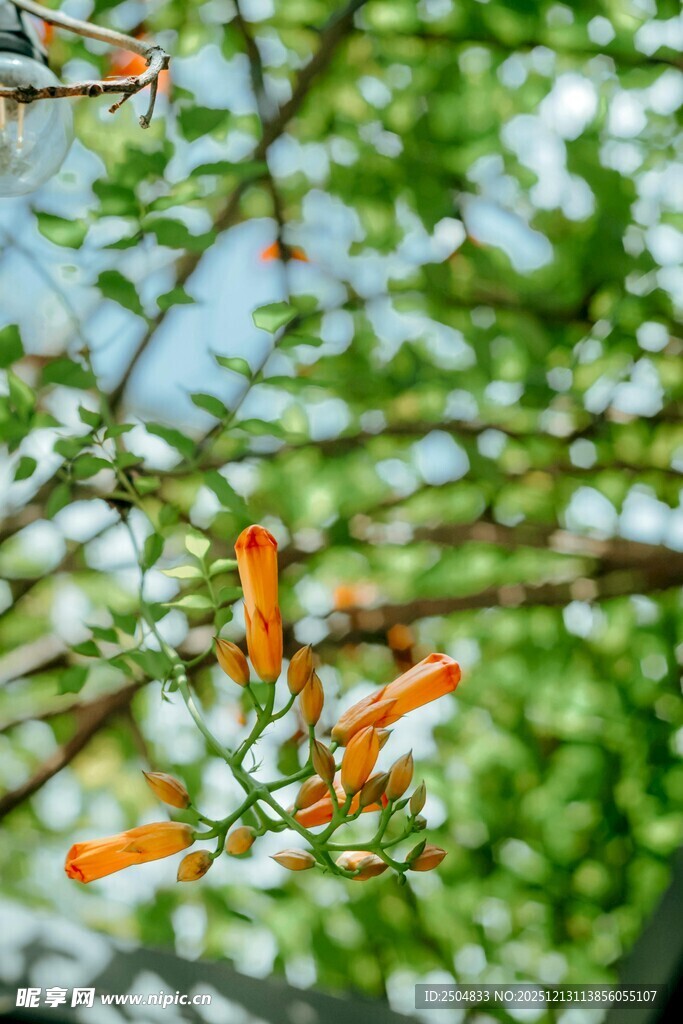枝头绽放的橙色美丽花朵