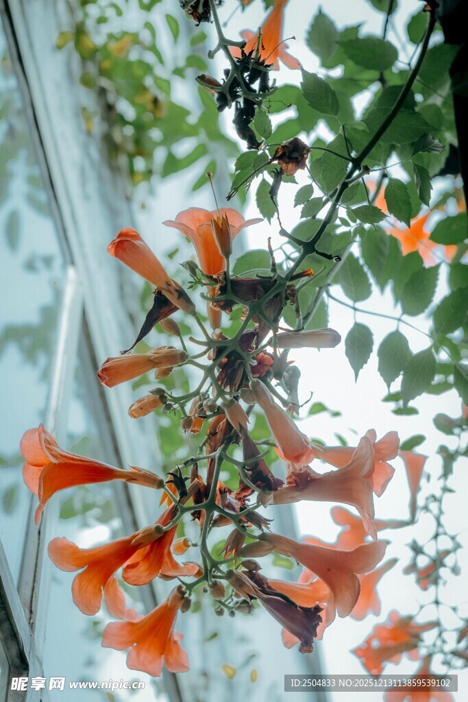 窗边绽放的橙红色凌霄花