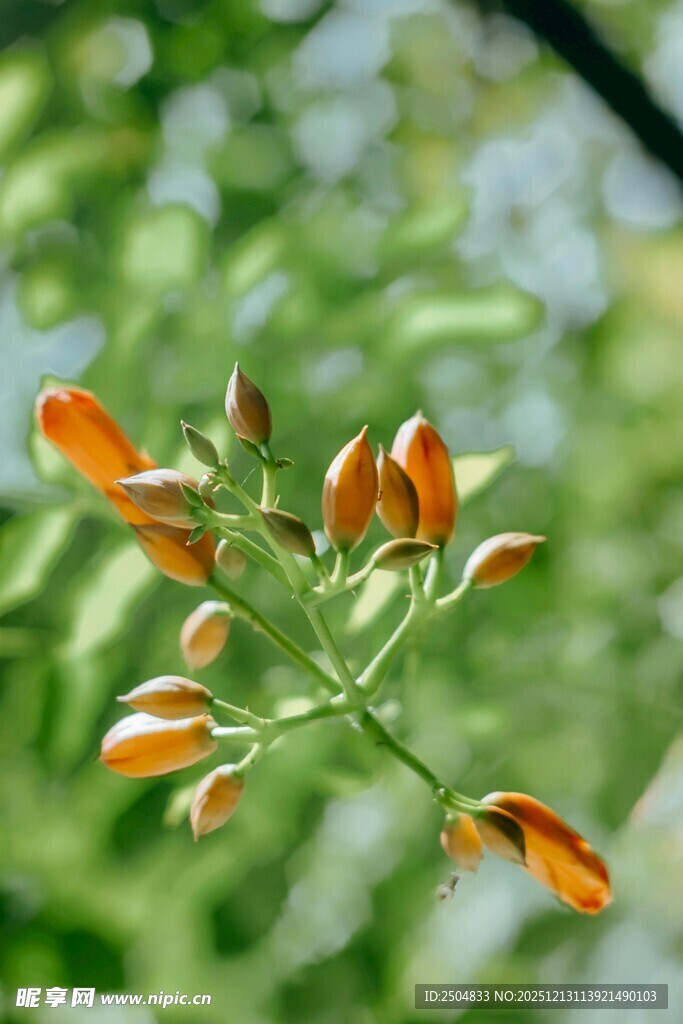 橙色小花绽放于绿叶间