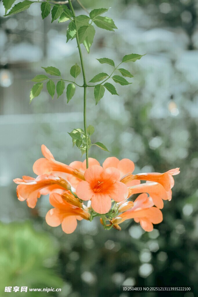 橙色凌霄花垂挂绿叶间