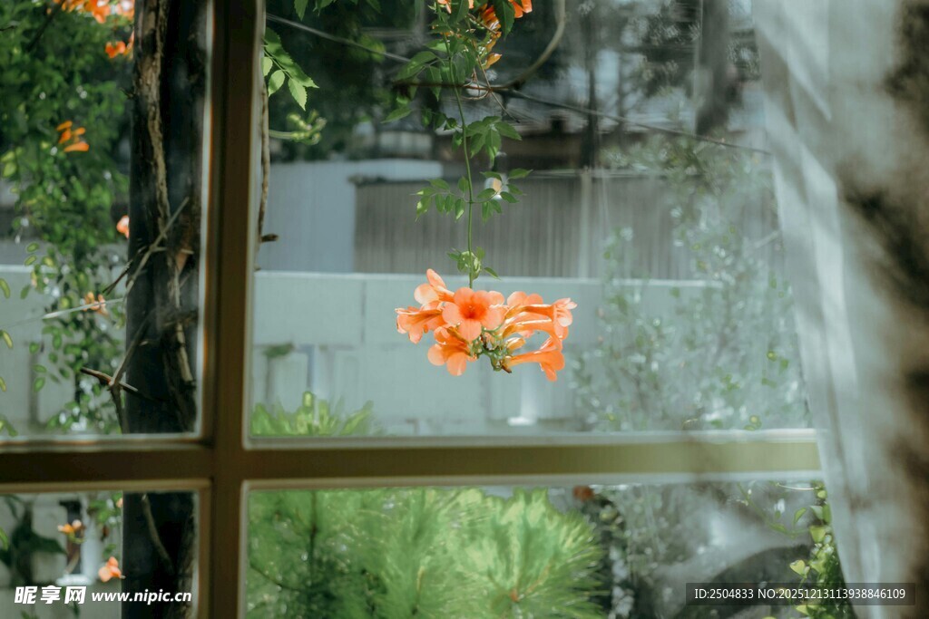 窗上绽放的橙色花朵