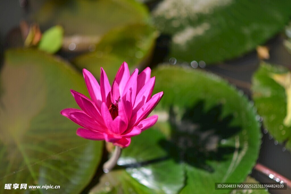 娇艳粉色睡莲绽放