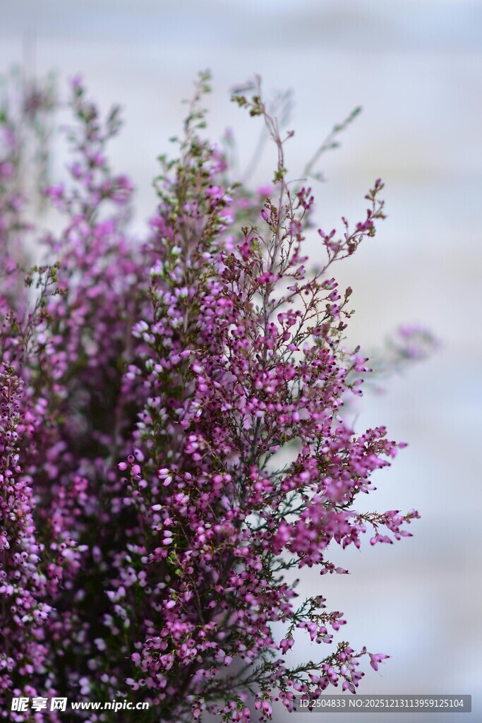 紫色繁茂花丛特写