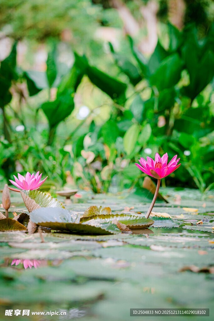 水中绽放的娇艳粉色睡莲