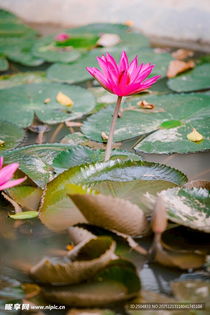 水中绽放的娇艳粉色睡莲