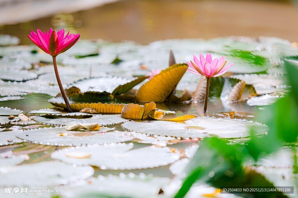 水中绽放的娇艳粉色睡莲