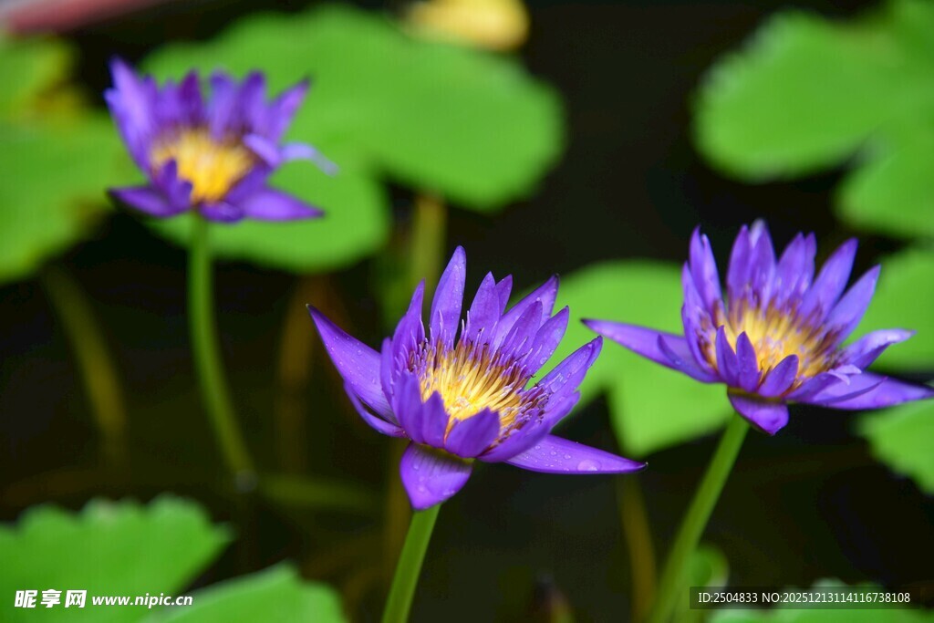 三朵紫色睡莲绽放