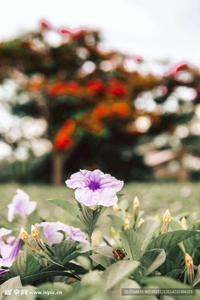 草地上绽放的美丽紫花