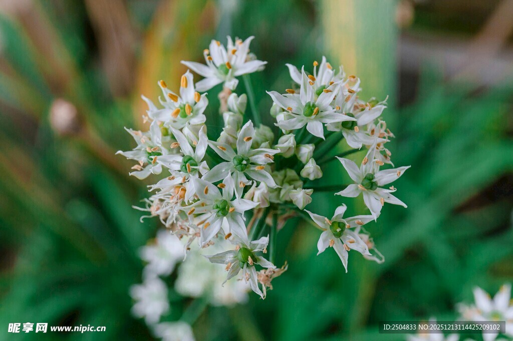 白色小花绽放于绿叶间