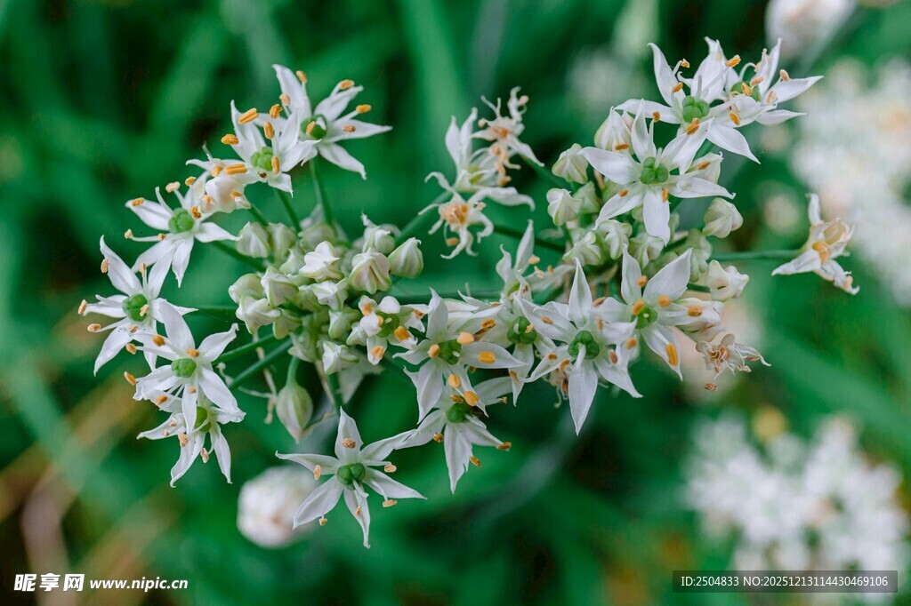 白色小花绽放于绿意间