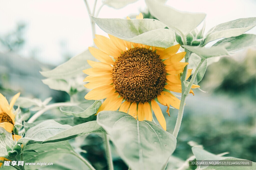 阳光下的向日葵