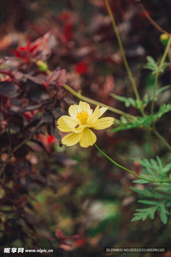 黄色小花绽放于绿植间