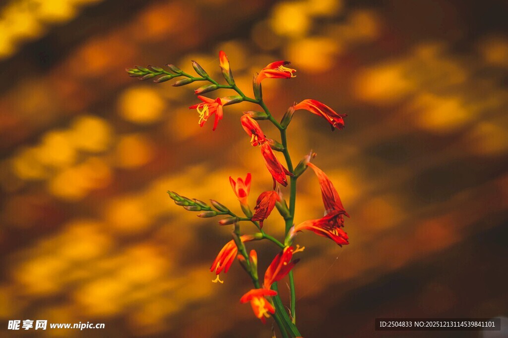 秋日绽放的艳丽红色花朵