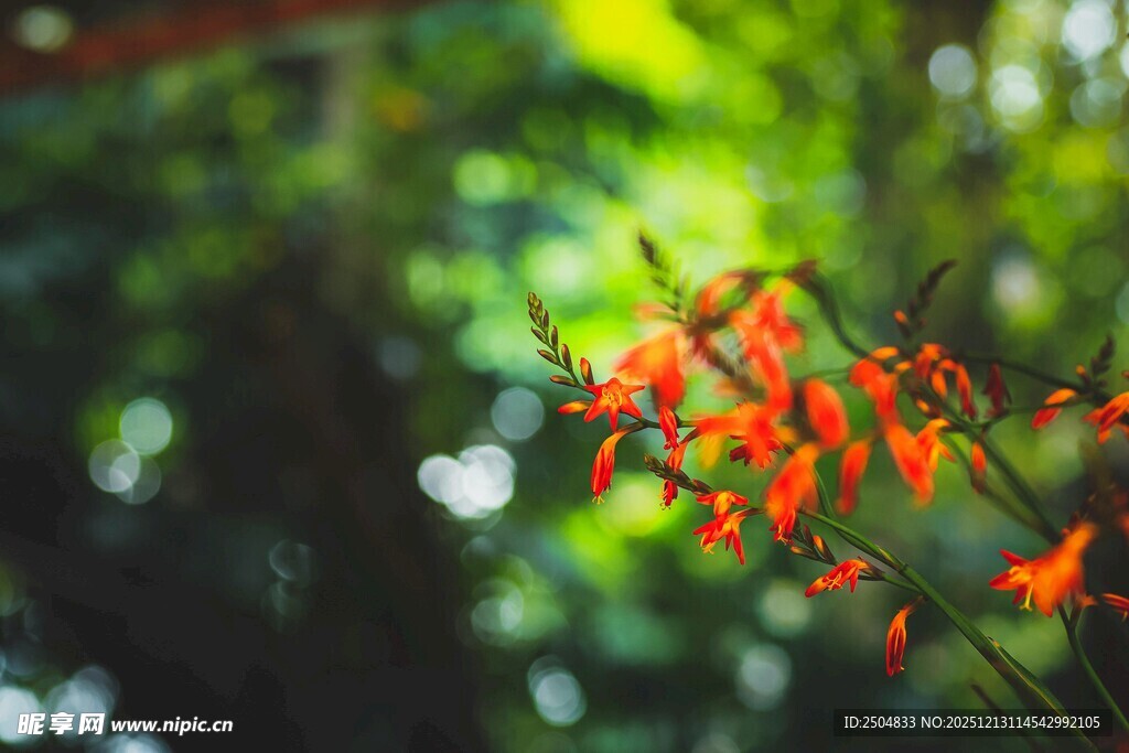 鲜艳橙花绽放于绿意间