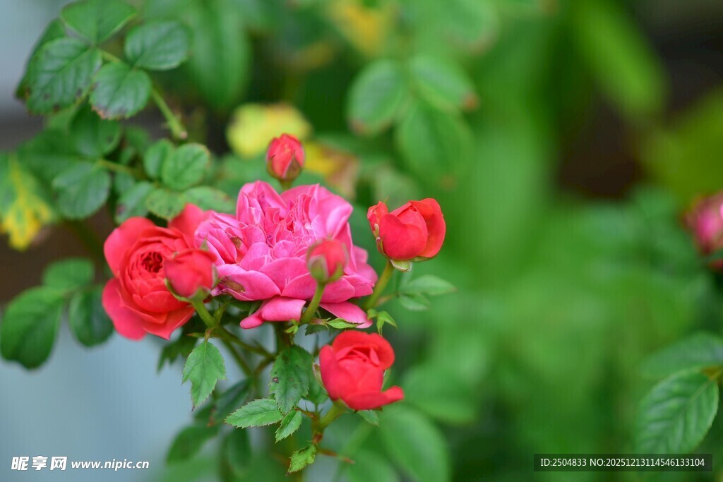 娇艳绽放的粉色月季花
