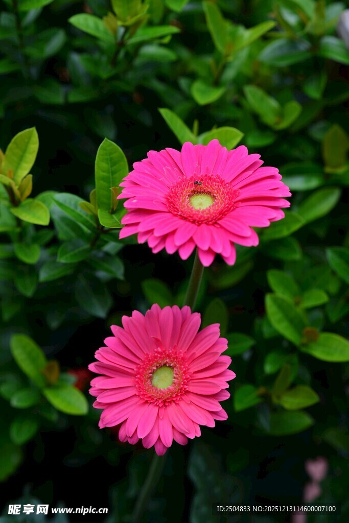 两朵娇艳的粉色 洲菊