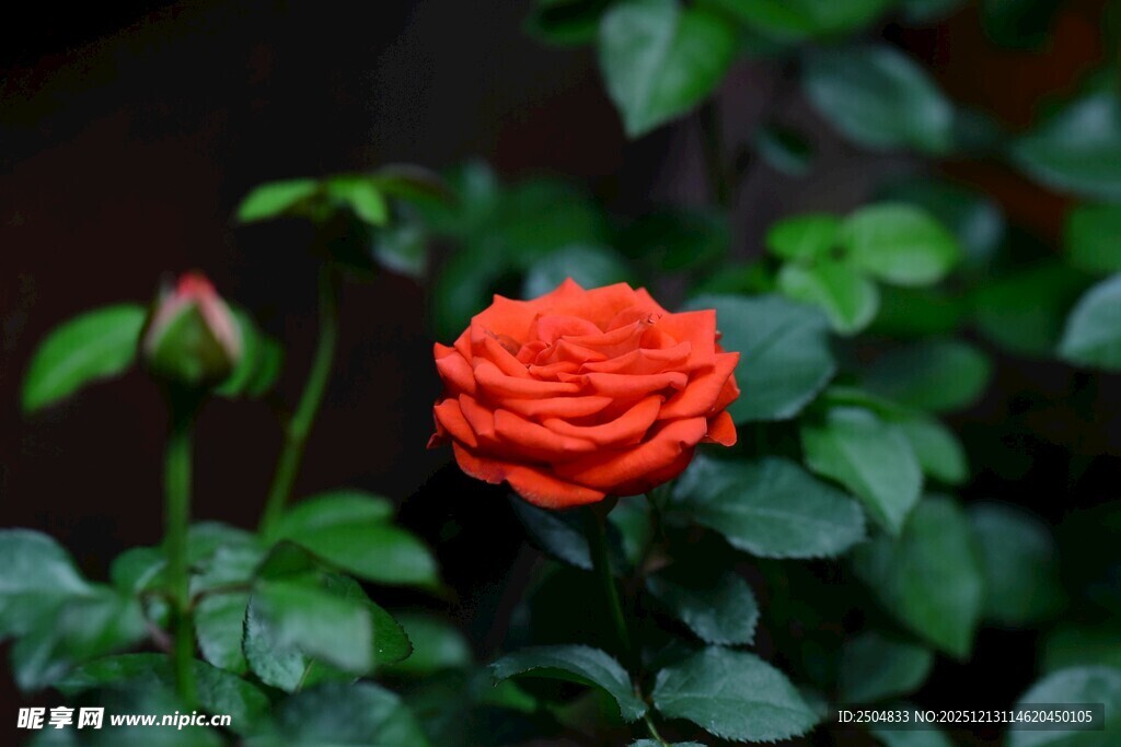 娇艳橙玫瑰绽放绿叶间